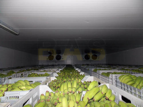 1000吨香蕉保鲜冷库