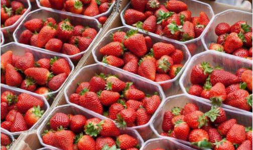 草莓保鲜冷库